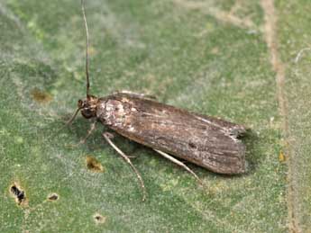 Melathrix coenulentella Z. adulte - Philippe Mothiron