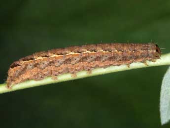  Chenille de Xestia collina Bsdv. - ©Wolfgang Wagner, www.pyrgus.de