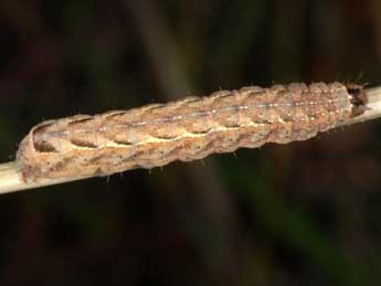  Chenille de Xestia collina Bsdv. - ©Wolfgang Wagner, www.pyrgus.de