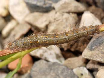  Chenille de Poecilocampa populi coluchei Var. & Billi - Stphane Grenier