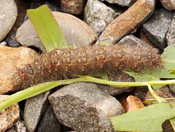  Chenille de Poecilocampa populi coluchei Var. & Billi - Stphane Grenier