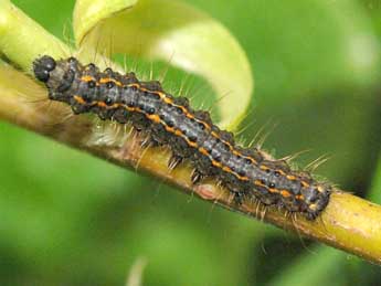  Chenille de Poecilocampa populi coluchei Var. & Billi - Stphane Grenier