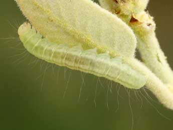  Chenille de Nycteola columbana Turner - ©Jean-Claude Petit