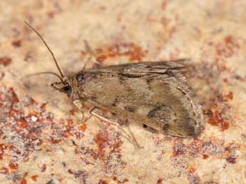 Tegostoma comparalis Hb. adulte - Matthew Gandy