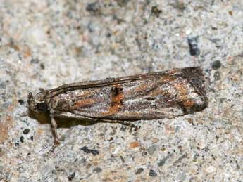 Pempelia compositella Tr. adulte - Franck Beaupre