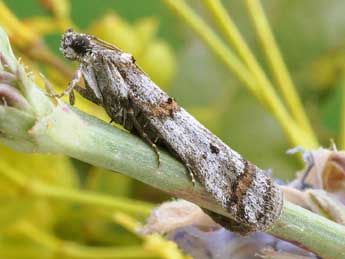 Pempelia compositella Tr. adulte - Friedmar Graf