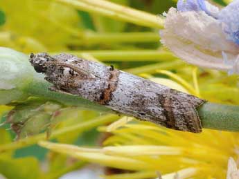 Pempelia compositella Tr. adulte - Friedmar Graf