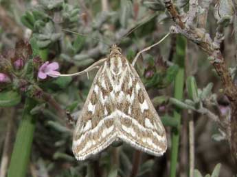 Loxostege comptalis Frr adulte - ©Jean-Pierre Lamoline