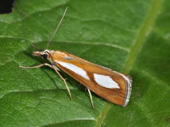 Catoptria conchella D. & S. adulte - ©Philippe Mothiron