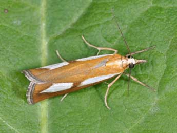 Catoptria conchella D. & S. adulte - Philippe Mothiron