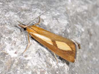 Catoptria conchella D. & S. adulte - ©Philippe Mothiron