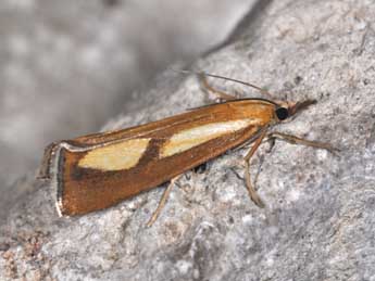 Catoptria conchella D. & S. adulte - ©Philippe Mothiron