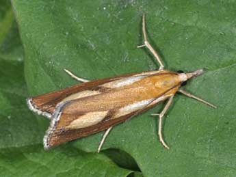 Catoptria conchella D. & S. adulte - Philippe Mothiron