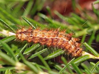  Chenille de Nola confusalis H.-S. - ©Jean-Paul Coat