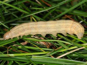  Chenille de Mythimna congrua Hb. - Wolfgang Wagner, www.pyrgus.de