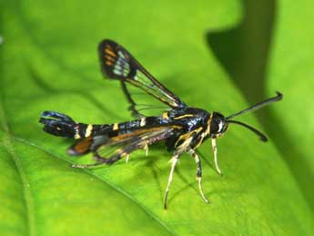 Synanthedon conopiformis Esp. adulte - Philippe Mothiron