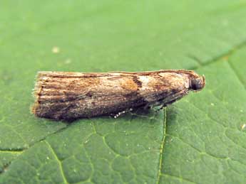 Acrobasis consociella Hb. adulte - Nicole Lepertel