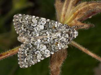 Hadena consparcatoides Schaw. adulte - ©Wolfgang Wagner, www.pyrgus.de