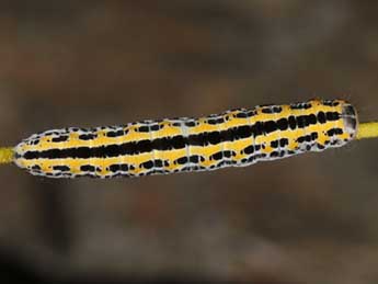  Chenille de Hadena consparcatoides Schaw. - Wolfgang Wagner, www.pyrgus.de