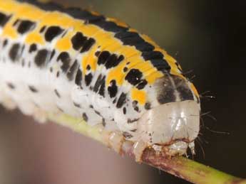  Chenille de Hadena consparcatoides Schaw. - Wolfgang Wagner, www.pyrgus.de