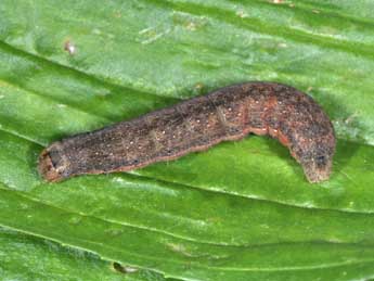  Chenille de Egira conspicillaris L. - Philippe Mothiron