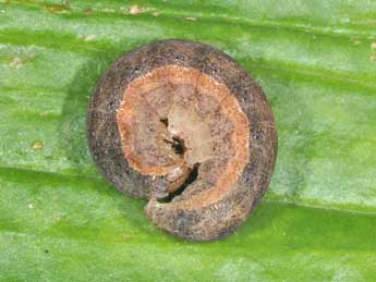  Chenille de Egira conspicillaris L. - Philippe Mothiron