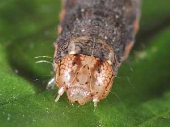  Chenille de Egira conspicillaris L. - ©Philippe Mothiron