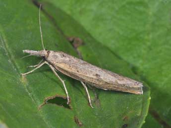 Pediasia contaminella Hb. adulte - ©Philippe Mothiron