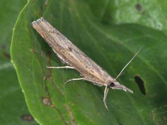 Pediasia contaminella Hb. adulte - Philippe Mothiron