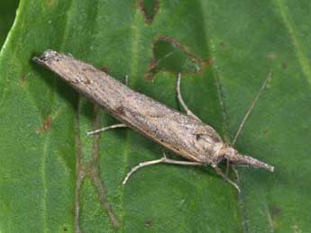 Pediasia contaminella Hb. adulte - Philippe Mothiron