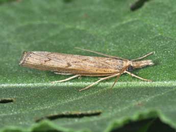 Pediasia contaminella Hb. adulte - ©Philippe Mothiron