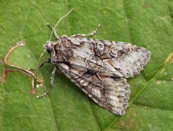 Dichonia convergens D. & S. adulte - ©Daniel Morel