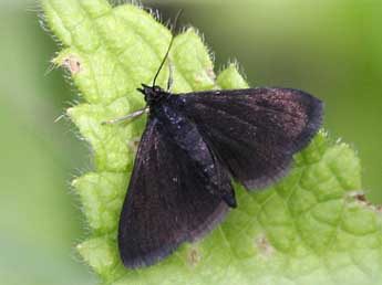 Pyrausta coracinalis Lrt adulte - Heiner Ziegler