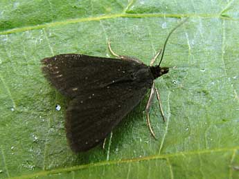 Pyrausta coracinalis Lrt adulte - Nicole Lepertel