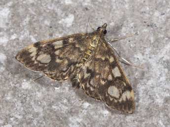 Anania coronata Hfn. adulte - Philippe Mothiron