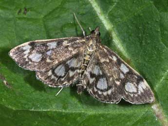 Anania coronata Hfn. adulte - ©Philippe Mothiron