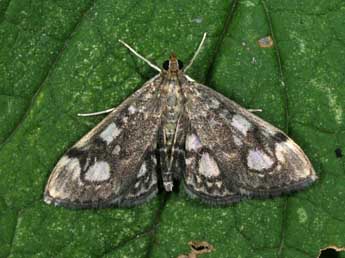 Anania coronata Hfn. adulte - ©Philippe Mothiron