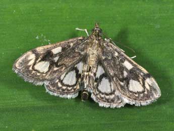 Anania coronata Hfn. adulte - Philippe Mothiron