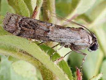 Phycita coronatella Gn. adulte - Friedmar Graf