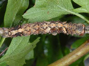  Chenille de Allophyes corsica Spl. - ©Wolfgang Wagner, www.pyrgus.de