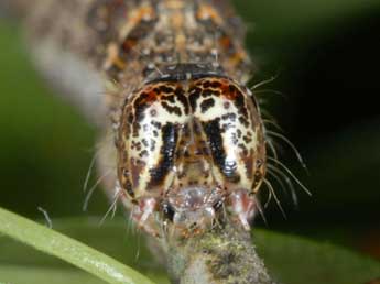  Chenille de Allophyes corsica Spl. - Wolfgang Wagner, www.pyrgus.de