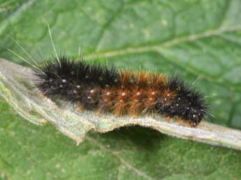  Chenille de Ocnogyna corsica Rbr - ©Philippe Mothiron