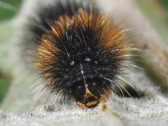  Chenille de Ocnogyna corsica Rbr - ©Philippe Mothiron