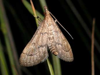 Metasia corsicalis Dup. adulte - ©Jean-Pierre Lamoline