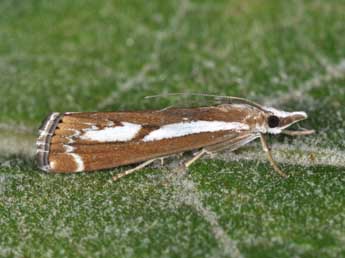 Catoptria corsicellus Dup. adulte - ©Philippe Mothiron