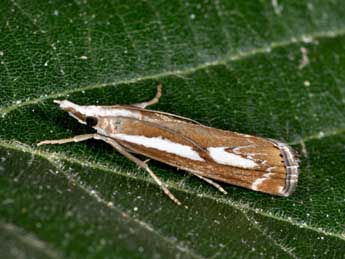 Catoptria corsicellus Dup. adulte - ©Philippe Mothiron