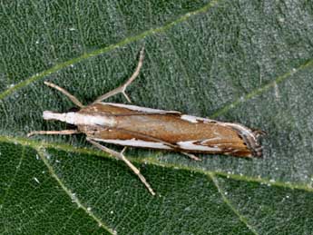 Catoptria corsicellus Dup. adulte - ©Philippe Mothiron