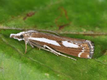 Catoptria corsicellus Dup. adulte - Philippe Mothiron