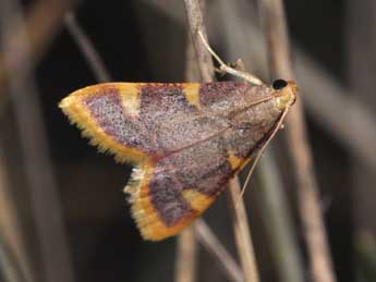 Hypsopygia costalis F. adulte - Philippe Mothiron