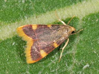 Hypsopygia costalis F. adulte - Philippe Mothiron